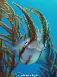 Squid, Vieques by Abimael Márquez 